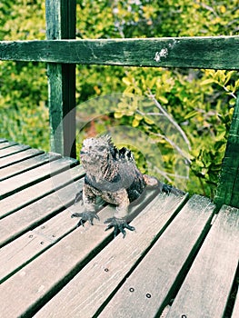 Iguana from Galapagos photo