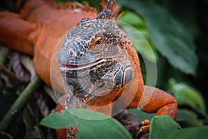 Iguana is a genus of herbivorous lizards