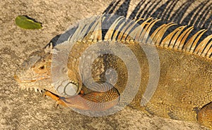Iguana is a genus of herbivorous lizards