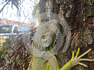 Iguana is a genus of herbivorous lizards