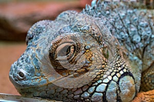 Iguana is a genus of herbivorous lizards