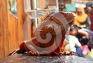 The Iguana is a genus of herbivorous lizards photo