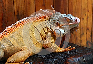 Iguana is a genus of herbivorous lizards that are native to tropical areas