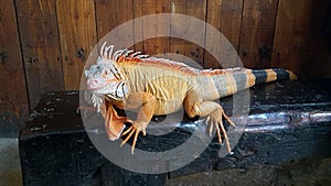Iguana is a genus of herbivorous lizards that are native to tropical areas photo