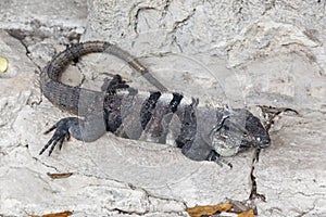 Iguana Reptile Lizard Tropical Climate San Gervasio Ruins Cozumel Mexico photo