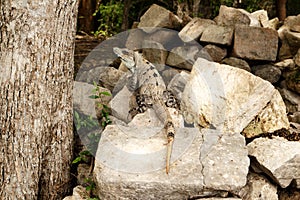 Beautiful female Iguana, near the Pyramid of ChichÃÂ©n ItzÃÂ¡, in Mexico photo