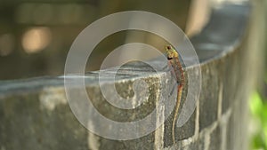 Iguana is a genus of herbivorous lizards that are native to tropical areas of Mexico, Central America, South America