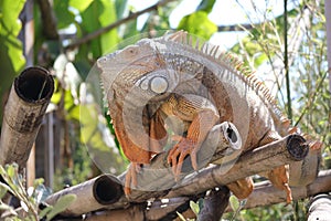 Iguana, a genus of lizards, Iguanidae family