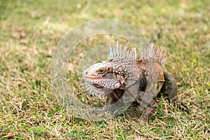 Iguana in grass on St Thomas