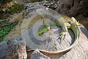 Iguana is green crested lizard