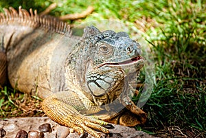 Iguana - Green Iguana