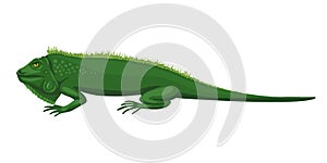 Iguana, green lizard. The animal lies, disdainful eyes, a lazy beast. Fun character illustration, green sleeping iguana