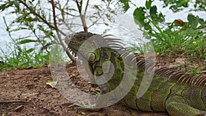 Iguana on the ground posing