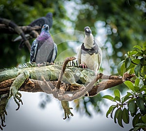 Iguana having a bad day because of inconvenient pigeons - Guayaquil, Ecuador