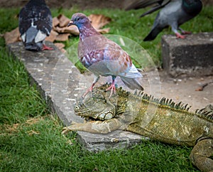 Iguana having a bad day because of inconvenient pigeons - Guayaquil, Ecuador