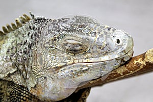 Iguana head with eyes closed on a branch