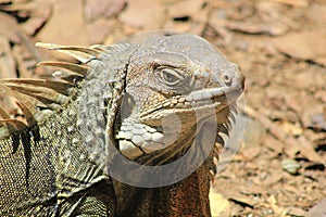 Iguana head looking up.