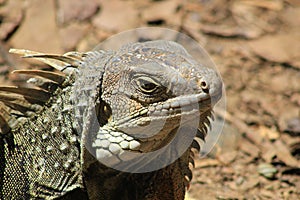 Iguana head looking up.