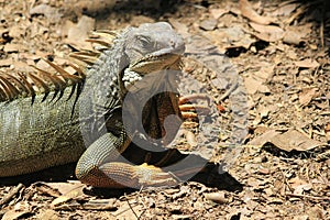 Iguana head looking up.