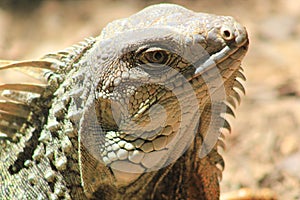Iguana head looking up