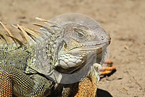 Iguana head looking up.