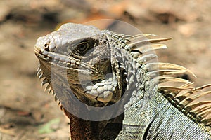 Iguana head looking up.