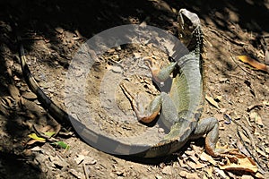 Iguana head looking up.