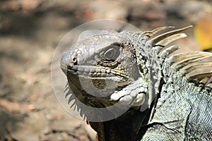 Iguana head looking up.