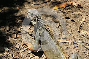 Iguana head looking up.