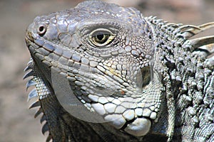 Iguana head looking up.