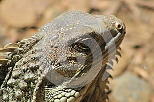 Iguana head looking up.
