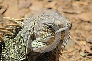 Iguana head looking up.
