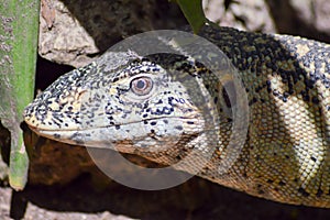 Iguana head in a park