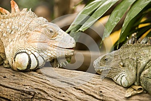Iguana head to head