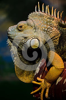 Iguana (herbivorous genus of lizard) photo