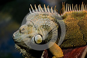 Iguana (herbivorous genus of lizard) photo