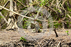 Iguana in his environment