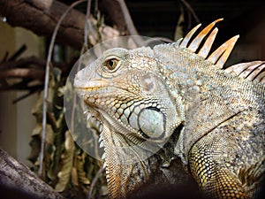 Iguana iguana.