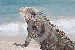 Iguana (Iguana iguana)