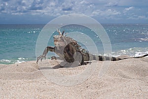 Iguana (Iguana iguana)
