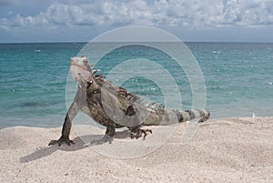 Iguana (Iguana iguana) photo