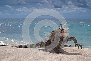 Iguana (Iguana iguana) walking