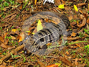 South America, saurian, Iguana iguana, Iguanidae family photo