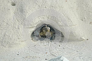 iguana on iguana island