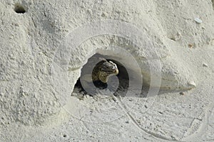 iguana on iguana island