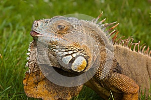 Iguana iguana