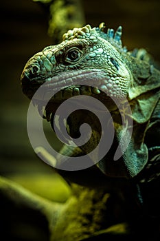 Iguana iguana portrait in nature