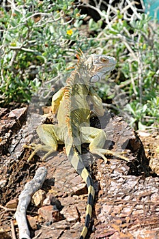 Iguana - Iguane