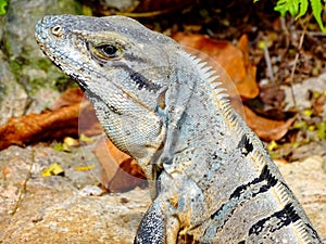Iguana iguana Iguanidae family photo