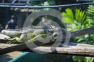 Iguana inside a cage